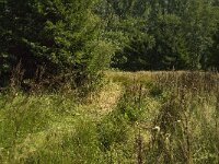 B, Limburg, Maaseik, Toesch 18, Saxifraga-Jan van der Straaten