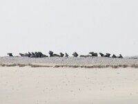 NL, Noord-Holland, Texel, De Hors 126, Saxifraga-Foto Fitis-Sytske Dijksen