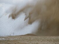NL, Noord-Holland, Texel, Gasthuisstraatontploffing, paal 12 5, Saxifraga-Foto Fitis-Sytske Dijksen