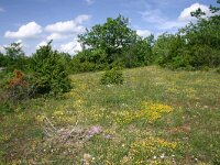 F, Aveyron, Causse du Larzac 10, Saxifraga-Dirk Hilbers