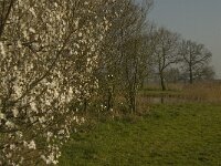 NL, Noord-Brabant, Baarle-Nassau, De Manke Goren 173, Saxifraga-Marijke Verhagen