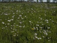 NL, Noord-Brabant, Baarle-Nassau, De Manke Goren 184, Saxifraga-Jan van der Straaten