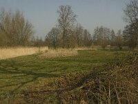 NL, Noord-Brabant, Baarle-Nassau, Halsche Beemden 187, Saxifraga-Marijke Verhagen