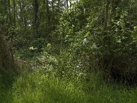 NL, Noord-Brabant, Baarle-Nassau, Halsche Beemden 239, Saxifraga-Jan van der Straaten