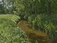 NL, Noord-Brabant, Baarle-Nassau, Hoekbeemden 15, Saxifraga-Jan van der Straaten