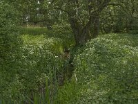 NL, Noord-Brabant, Baarle-Nassau, Kromme Hoek 91, Saxifraga-Jan van der Straaten