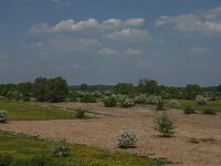 NL, Noord-Brabant, Boxmeer, Oeffelter Meent 29, Saxifraga-Jan van der Straaten
