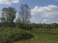 Nl, Noord-Brabant, Oirschot, Balsvoortse Weg 2, Saxifraga-Jan van der Straaten