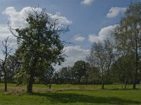 Nl, Noord-Brabant, Oirschot, Balsvoortse Weg 4, Saxifraga-Jan van der Straaten