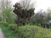 NL, Noord-Brabant, Boxmeer, Zoetepasweiden 35, Saxifraga-Hans Boll