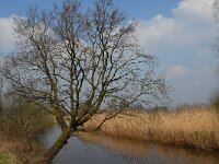 NL, Noord-Brabant, Sint-Oedenrode, Bobbenagelse Brug 9, Saxifraga-Jan van der Straaten