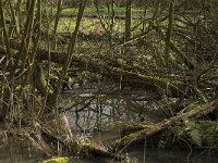 NL, Noord-Brabant, Eindhoven, Dommel and Tongelreep 13, Saxifraga-Marijke Verhagen