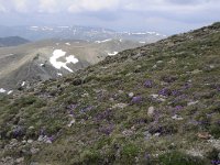 A, Kaernten, Krems, Koenigstuhl 8, Saxifraga-Luuk Vermeer