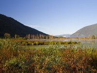 A, Kaernten, Ossiach, Bleistaettermoor 8, Saxifraga-Jan Nijendijk