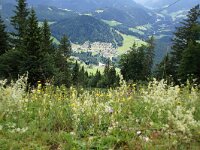 A, Oberoesterreich, Gosau, Donnerkogelbahn 1, Saxifraga-Foto Fitis-Sytske Dijksen