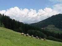 A, Steiermark, Murau 4, Saxifraga-Jonathan Vandevoorden