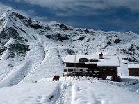 A, Vorarlberg, Sonntag, Biberacher Huette 9, Saxifraga-Jan van der Straaten