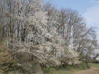 B, Liege, Eupen, Plombieres 5, Saxifraga-Willem van Kruijsbergen