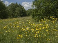 B, Liege, Plombieres 26, Saxifraga-Willem van Kruijsbergen