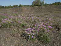 B, Liege, Plombieres 43, Saxifraga-Willem van Kruijsbergen