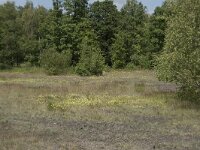 B, Liege, Plombieres 71, Saxifraga-Willem van Kruijsbergen