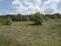 B, Liege, Plombieres 72, Saxifraga-Willem van Kruijsbergen