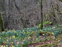 B, Liege, Waimes, Vallee de la Warche near Robertville 4, Saxifraga-Tom Heijnen