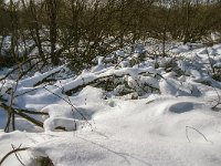 B, Liege, Waimes, Fagne de la Poleur 38, Saxifraga-Jan van der Straaten