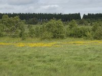 B, Liege, Waimes, Le Poleur 14, Saxifraga-Willem van Kruijsbergen