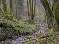 B, Liege, Waimes, Vallee de la Warche near Robertville 1, Saxifraga-Tom Heijnen