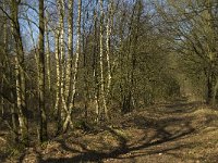 B, Limburg, Kinrooi, Grootbroek 7, Saxifraga-Jan van der Straaten