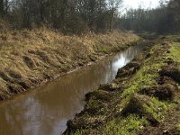 B, Limburg, Kinrooi, Lossing 3, Saxifraga-Jan van der Straaten