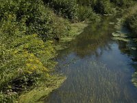 B, Limburg, Kinrooi, Nieuwe Abeek 7, Saxifraga-Marijke Verhagen