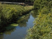 B, Limburg, Kinrooi, Nieuwe Abeek 8, Saxifraga-Marijke Verhagen