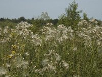 B, Limburg, Kinrooi, Smeetshof 13, Saxifraga-Marijke Verhagen