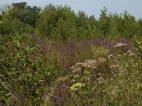 B, Limburg, Kinrooi, Smeetshof 20, Saxifraga-Marijke Verhagen