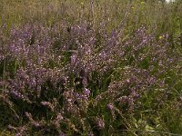 B, Limburg, Kinrooi, Smeetshof 30, Saxifraga-Jan van der Straaten