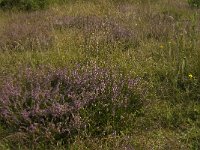 B, Limburg, Kinrooi, Smeetshof 32, Saxifraga-Jan van der Straaten