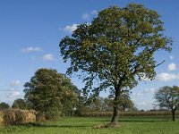 B, Limburg, Kinrooi, Zuurbeekvallei 11, Saxifraga-Jan van der Straaten