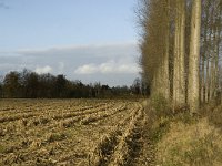 B, Limburg, Lommel, Grote Fosse 6, Saxifraga-Jan van der Straaten