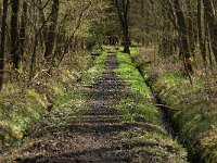 B, Limburg, Peer, Neerhoksent, Hooipad 1, Saxifraga-Jan van der Straaten