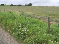B, Limburg, Voeren, Graef bij Remersdaal 5, Saxifraga-Tom Heijnen