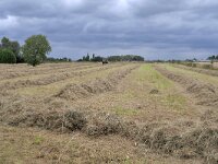 B, Limburg, Voeren, Mostert 1, Saxifraga-Tom Heijnen