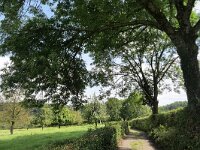 B, Limburg, Voeren, Veurs 3, Saxifraga-Tom Heijnen