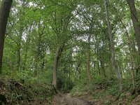 B, Limburg, Voeren, Veursbos 3, Saxifraga-Tom Heijnen
