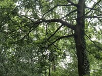 B, Limburg, Voeren, naar Krindaal 5, Saxifraga-Tom Heijnen