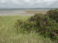 DK, Nordjylland, Thisted, Vestervig 3, Saxifraga-Jan van der Straaten