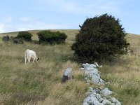 Border of boulders in hilly landscape  Fyns Hoved nature reserve, Funen, Denmark : border, boulder, boulders, bus, bushes, Denmark, Funen, Fyns Hoved, grass, grassland, hill, hills, meadow, nature reserve, pasture, sheep, stone, stones