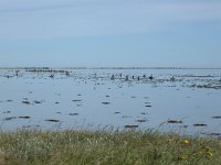 Lagoon with many birds  Mainly Great Cormorants; Phalocrocorax carbo : bird, birds, Denmark, fauna, Funen, Fyns Hoved, lagoon, natere, natural, nature reserve, sea, water, water bird, waterfowl, wetland