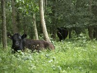 Black cows  In Fyns Hoved Nature Reserve, Funen, Denmark : animal, animals, black, cow, cows, fauna, forest, husbandry